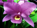 18 cattleya orchid from singapore  3  800