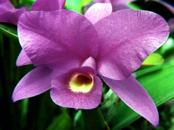 18 cattleya orchid from singapore  3  800
