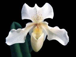 19 paphiopedilum orcid from guatemala 800