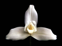 23 lycaste orchid from singapore 800