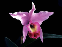 24 a laelia orchid from costa rica 800