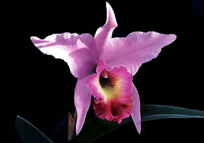 Laelia