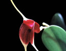 27 masdevallia deiko komoda from costa rica 800