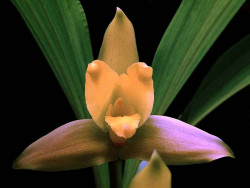 28 lycaste orchid from singapore 800