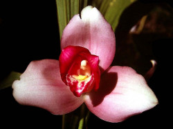 29 lycaste orchid from singapore 800
