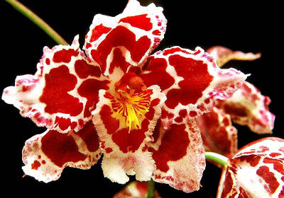 Miltoniopsis