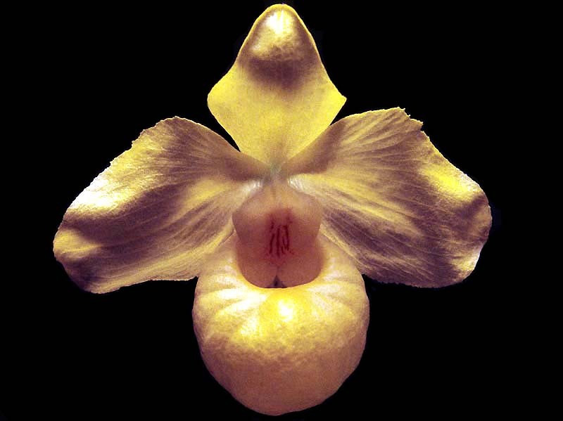 33 phragmipedium orchid from guatemala 800