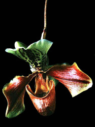 4 phragmipedium orchid from guatemala 800