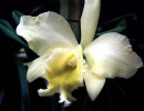 5 cattleya orchid from costa rica 800