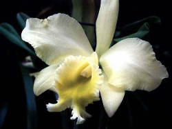 5 cattleya orchid from costa rica 800