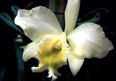 Cattleya