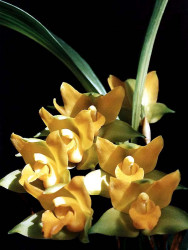 55 lycaste orchid from singapore  10  800