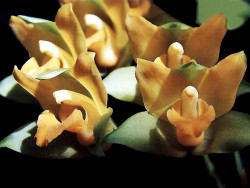 56 lycaste orchid from singapore  11  800