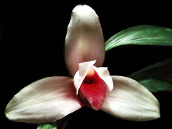 60 lycaste orchid from singapore  5  800