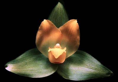 Lycaste