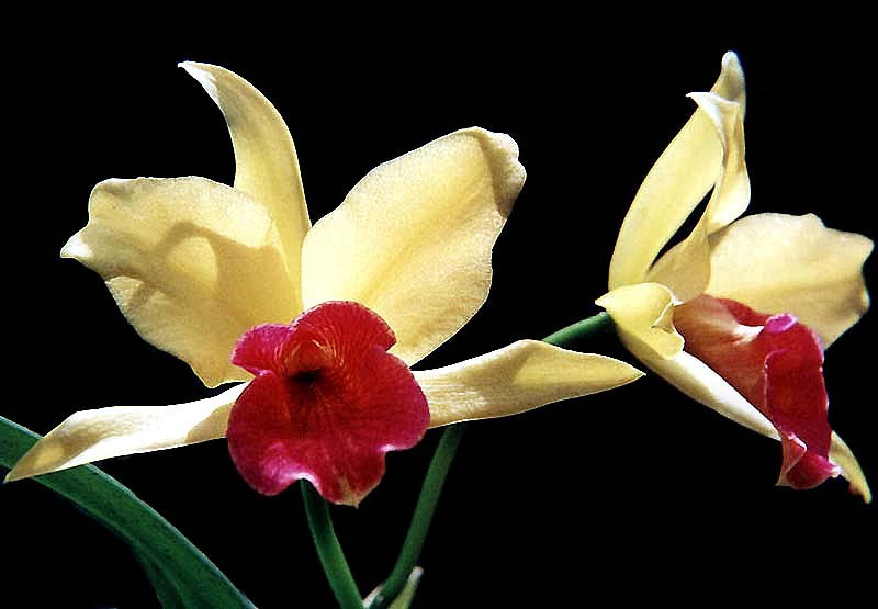 7 cattleya orchid from singapore 800