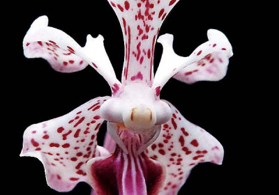 Vanda