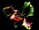 84 phragmipedium orchid from guatemala  7  800