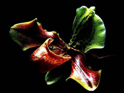 84 phragmipedium orchid from guatemala  7  800