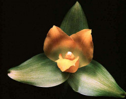 86 lycaste orchid from singapore  8  800