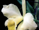 9 cattleya orchid from costa rica  2  800