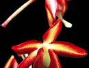 93. onicicium orchids from venezuela 800