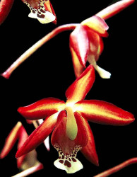 93. onicicium orchids from venezuela 800