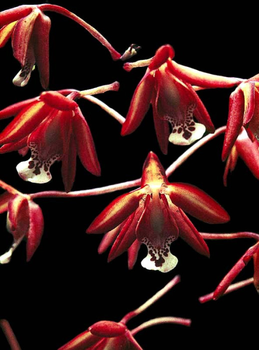 onicicium orchids from venezuela 2 800