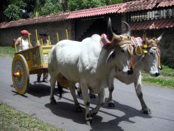13 oxcart in santa ana costa rica 800