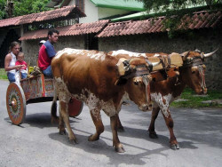 14 oxcarts in santa ana 800