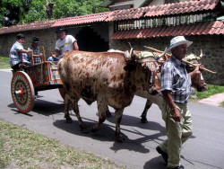 16 part of the parade 800