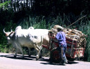 3 oxcart carrying a supply of wood 800