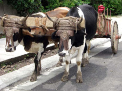 4 oxcarts in santa ana iii 800