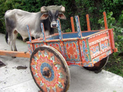 5 oxcarts in santa ana viii 800