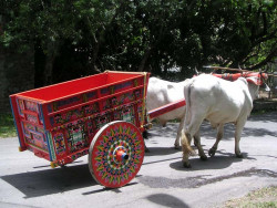 6 oxcart rarin to go 800