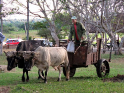 9 cuba oxcart 800