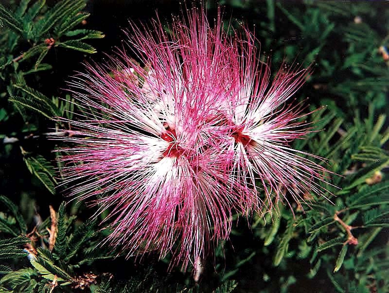 10 can you identify this flower  2  800