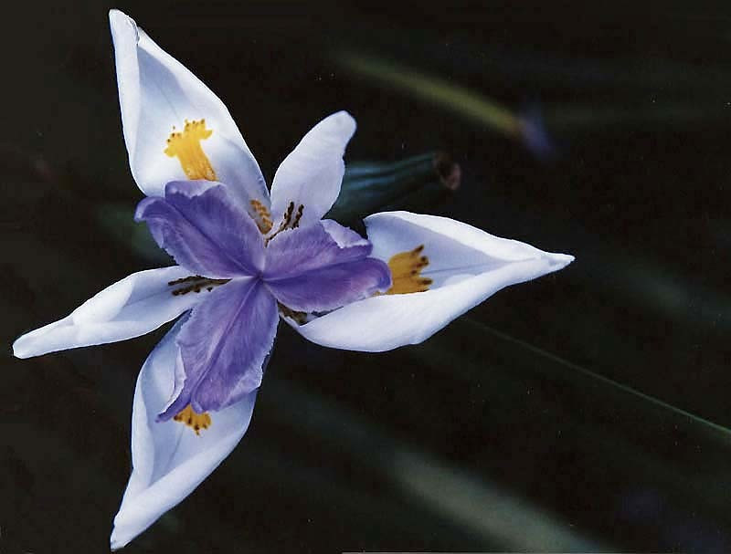 15 can you identify this flower  3  800