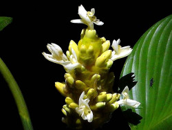 29 can you identify this flower  9  800