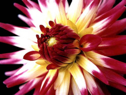 3 can you identify this flower 800