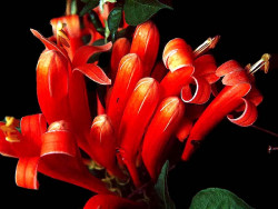 36 can you identify this flower  12  800