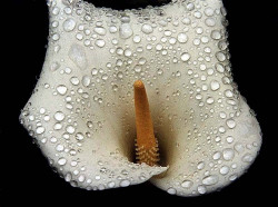 4 zantedeschia spp. from belize 800