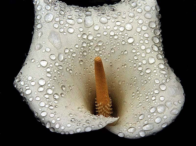 4 zantedeschia spp. from belize 800