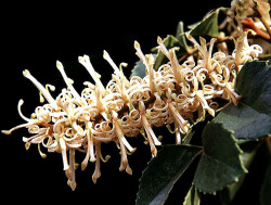 47 can you identify this flower  18  800