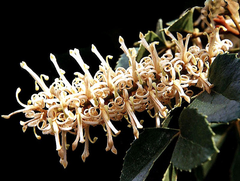 47 can you identify this flower  18  800