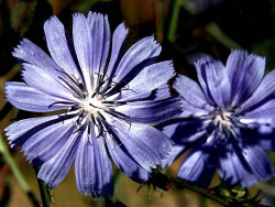 49 can you help identify this flower 800