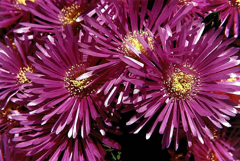 5 aster from el salvador 800