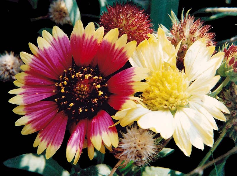 55 can you identify this flower  23  800