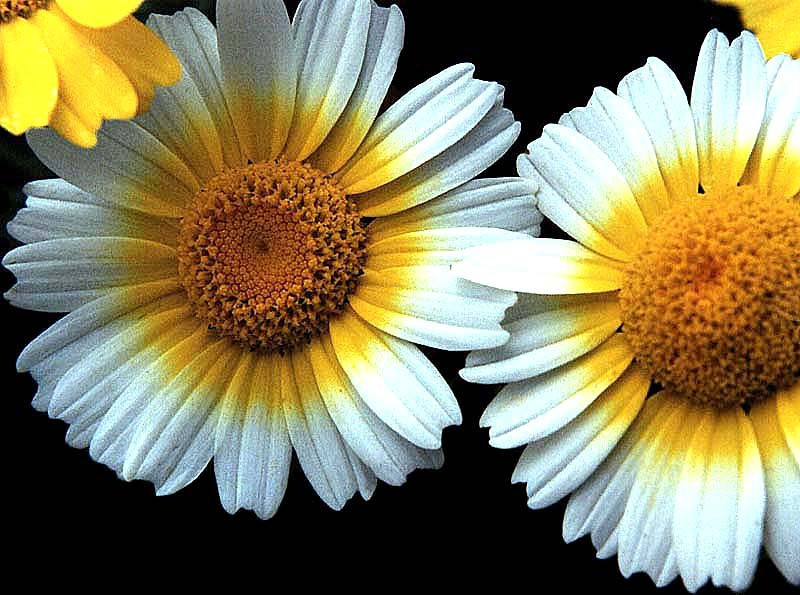 6 chrysanthemum coronarium 800