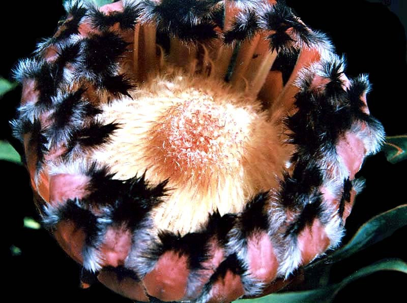 64 can you identify this flower  26  800